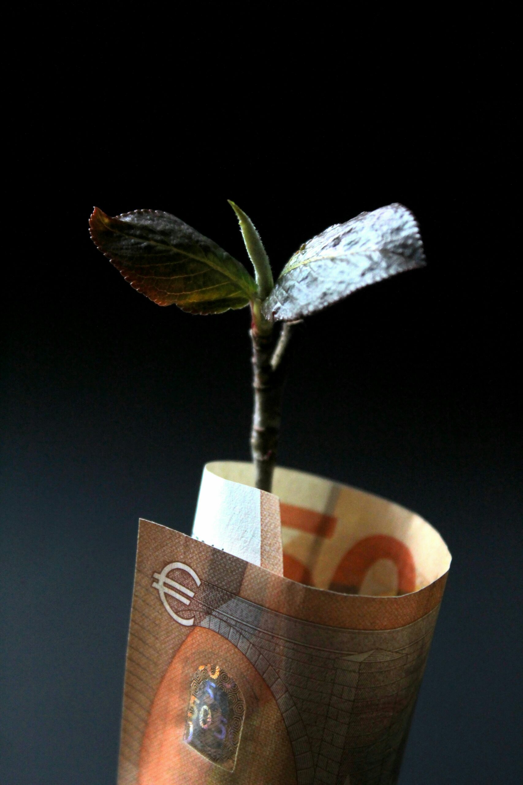Geldschein mit Pflanze